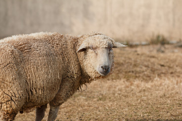 Obraz premium 羊のポートレート