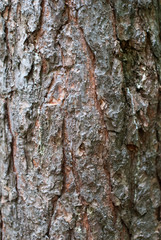 Rough broun bark of the tree.