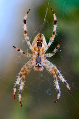 Araneus diadematus spider.