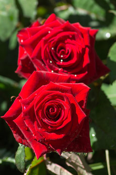 Rosa