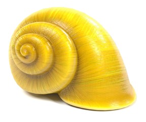 3d render of snail shell