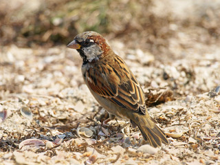 Little sparrow on a sand.