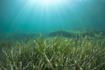 Naklejka na ściany i meble Underwater sea grass and blue ocean water
