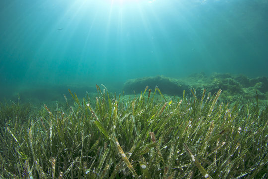 Underwater sea grass and blue ocean water