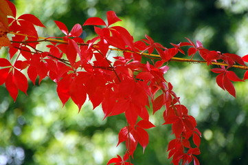 Red coloured virginia creeper (Wilder Wein)