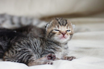 Newborn small kitten