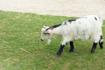 Obraz premium Small goat on a grass