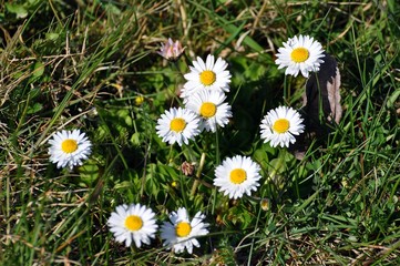 Gänseblümchen