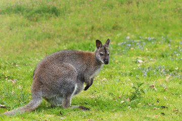 Young kangaroo on a green meadow