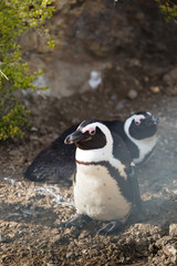 Naklejka premium Penguin