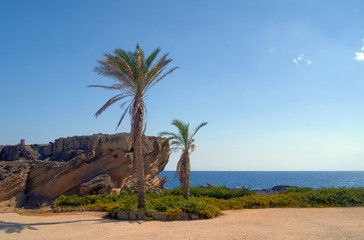 Palm trees and rocks on the coast of the Mediterranean Sea on the island of Rhodes.
