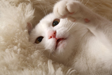 Obraz premium White cat