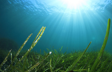 Fototapeta na wymiar Underwater sea grass and blue ocean water