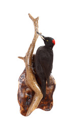 black woodpecker