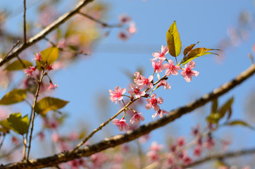 Wild Himalayan Cherry Flowers