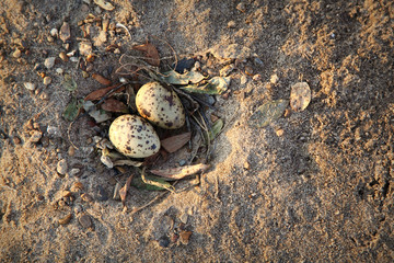 nest of a seagull