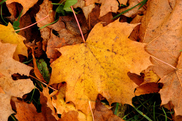 Kastanienblatt Herbstlaub