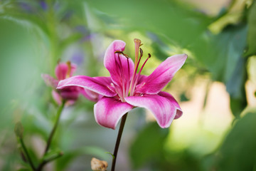 Pink lily flower in the garden