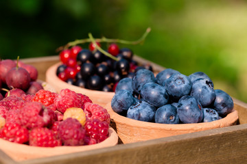 currant, raspberry, gooseberry, blueberry in garden
