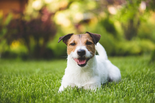 Smiling cute lying dog on a summer green lawn
