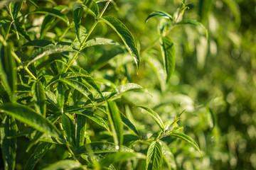 Green Butterfly Bush