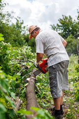 woodman uses his chainsaw cut the tree