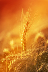 Golden Wheat Crops in Agricultural Field