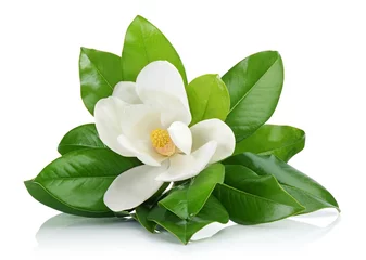 Deurstickers Witte magnolia © mates