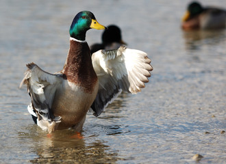 Stockente beim Flügelschlag