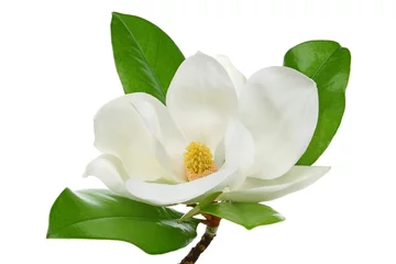 Foto op Aluminium Witte magnolia © mates