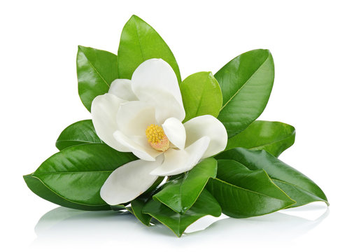 White magnolia