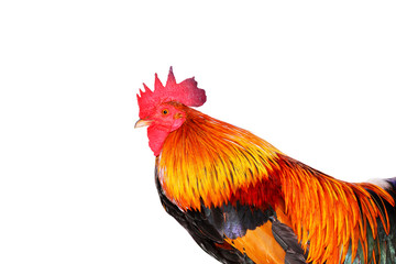Rooster