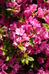 Różanecznik, azalia, rododendron (Rhododendron)  - obrazy, fototapety, plakaty