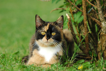 Glückskatze unter Strauch