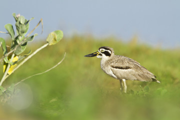 Great Thick-knee .in Pottuvil, Sri Lanka