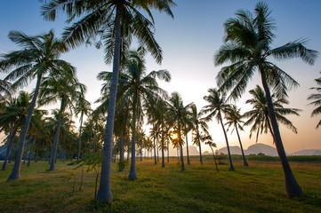 Obraz premium coconut tree during sunset