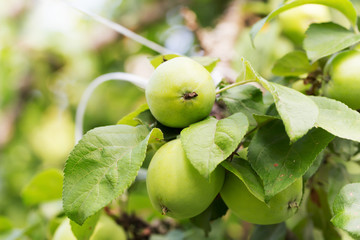 Fresh apple crop outdoors