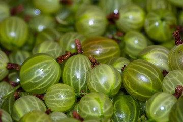 Gooseberries