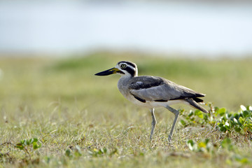 Great Thick-knee .in Pottuvil, Sri Lanka