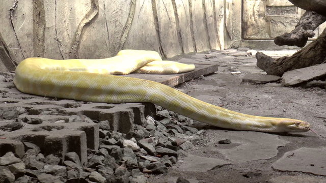 large albino snake crawling HD.
