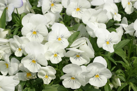 Fototapeta Fiołek ogrodowy, bratek ogrodowy, bratek (Viola ×wittrockiana Gams) 