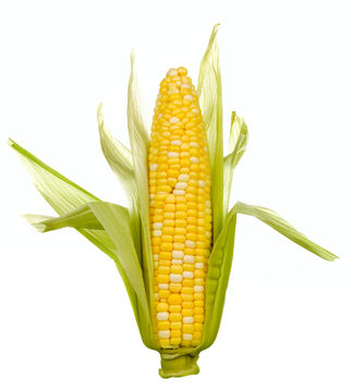 Ear of Corn with Husks – An ear of corn on the cob with the husks partially removed.