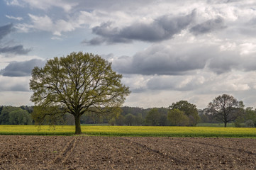Baum auf dem Feld bei schlechtem Wetter