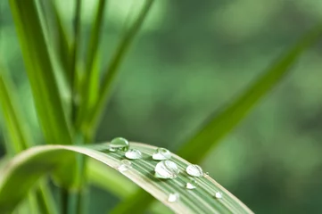 Photo sur Plexiglas Bambou gouttes de pluie sur feuille de bambou