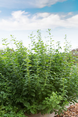 Fototapeta premium Fresh aroma mint growing in the garden