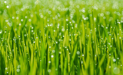 Fresh rice seed with water drops , texter backgound