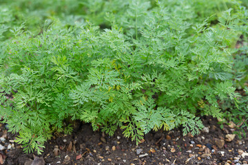 Carrot growing in the garden