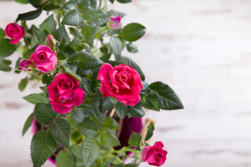 Pink bushed roses in the pot