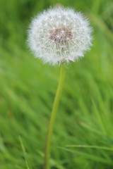 Fototapeta premium Dandelion Clock in Park, England.
