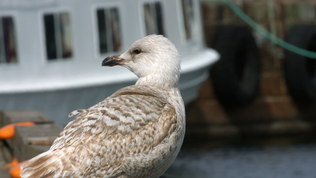 Seagull at the dock closeup